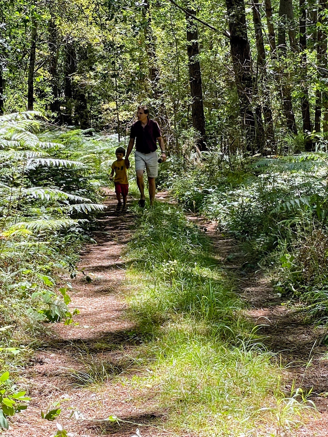 An adult and a child walking along a forest path lined with ferns.