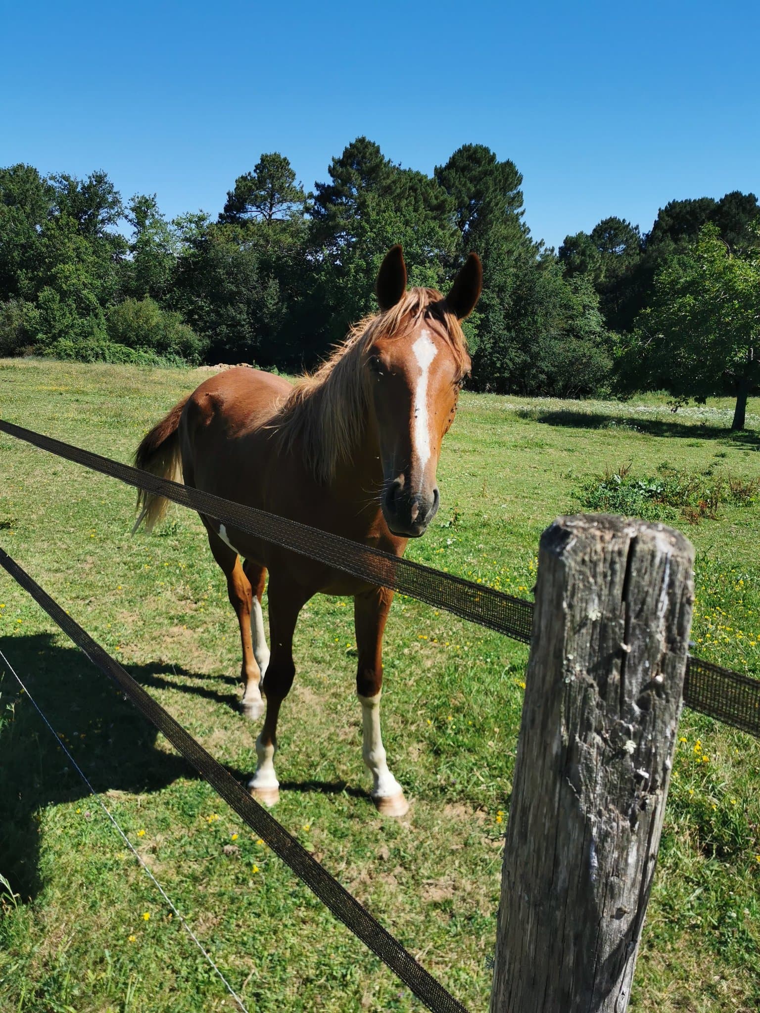 A chestnut horse coming up to the fence in one of the estate's fields.