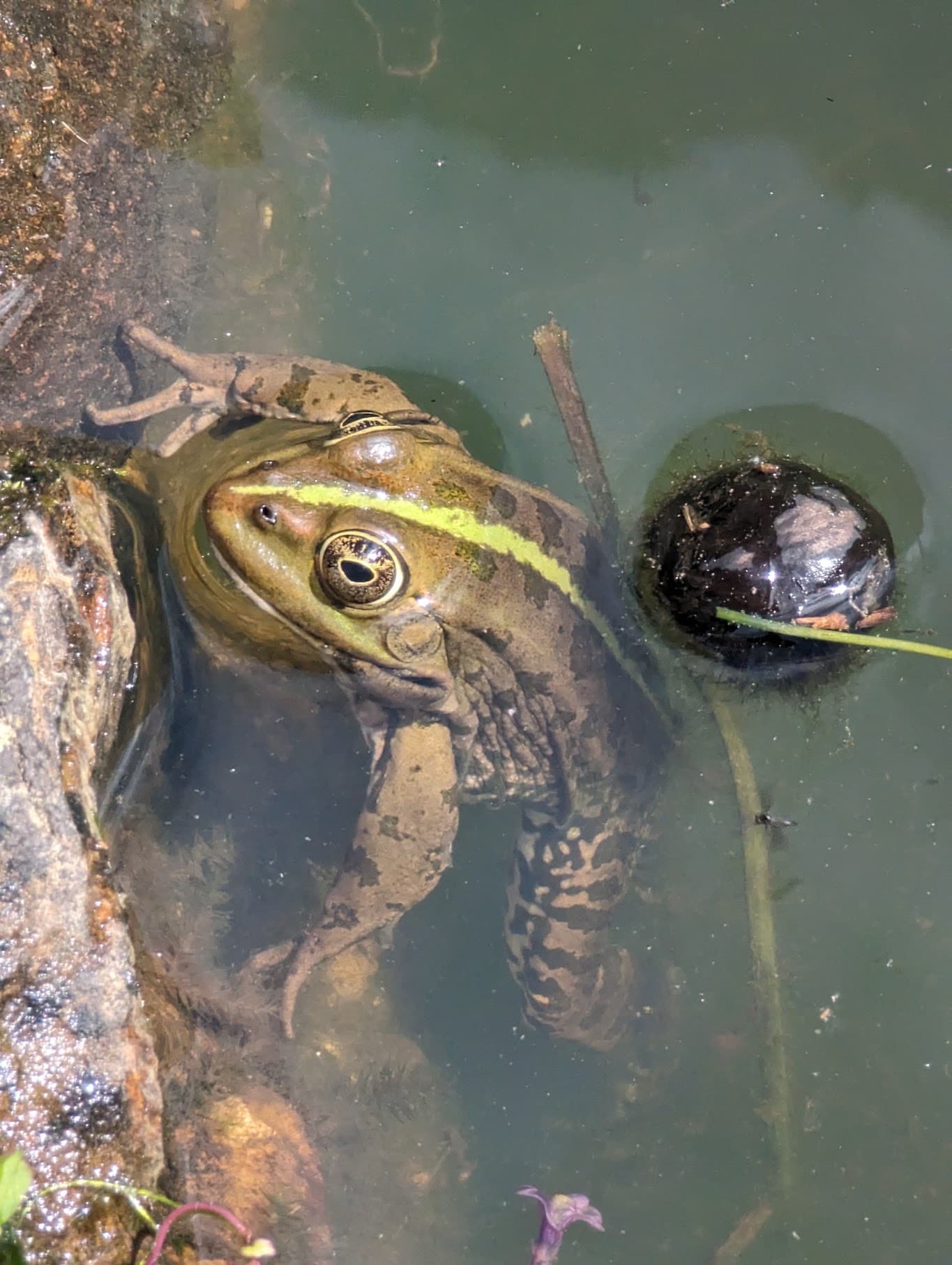A green frog in the pond water, among the grasses.